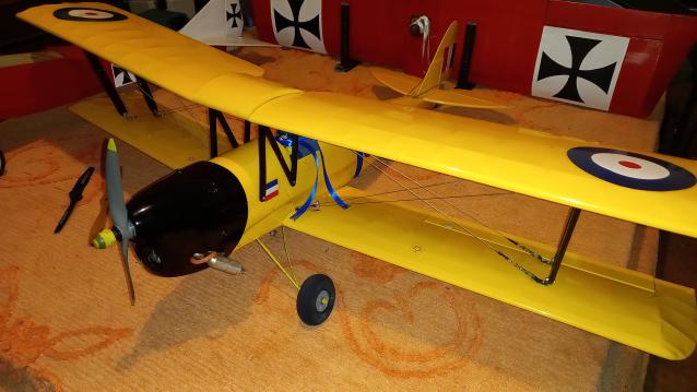 Tiger moth